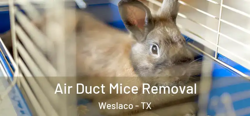  Air Duct Mice Removal Weslaco - TX